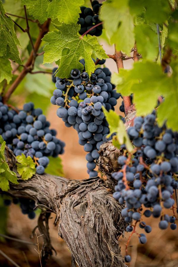 Domaine Rabiega - Vineyard And Boutique Hotel Драгіньян Екстер'єр фото